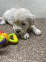 Missy K, a female Golden Retriever for sale in New York Mills, MN – Photo 2 of 5