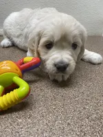 Missy K, a female Golden Retriever for sale in New York Mills, MN – Photo 4 of 5