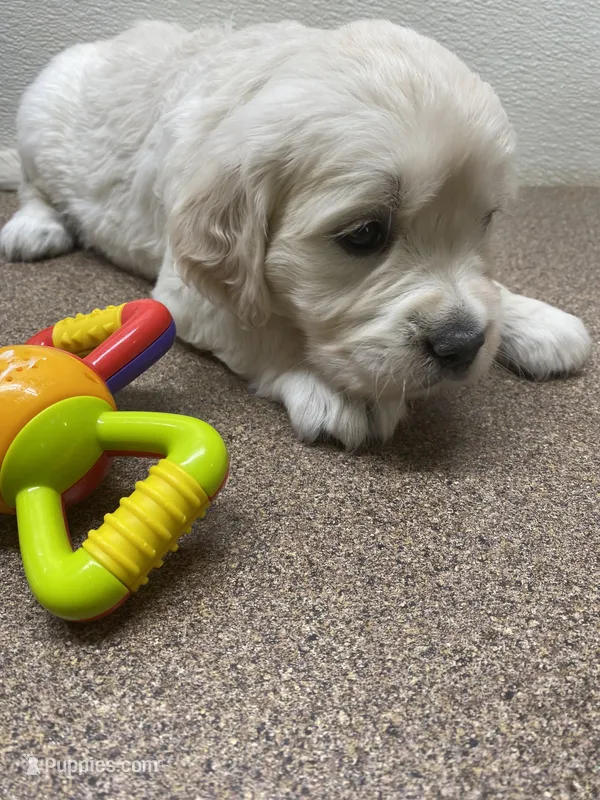Missy K – Golden Retriever puppy for sale in New York Mills, MN
