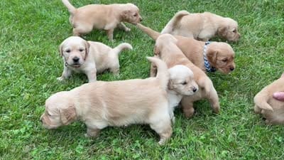 Misty, a female Golden Retriever for sale in New York Mills, MN – 2 of 2