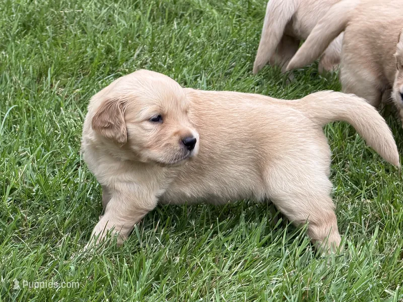 Misty – Golden Retriever puppy for sale in New York Mills, MN