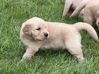 Misty, a female Golden Retriever for sale in New York Mills, MN – 1 of 2