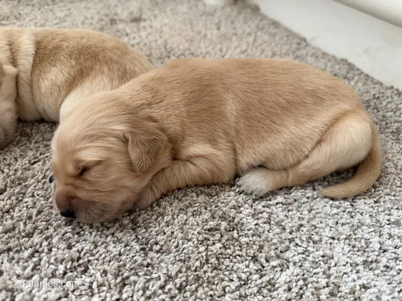 Misty – Golden Retriever puppy for sale in New York Mills, MN