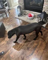Buck, a male Labrador Retriever for sale in Blue Springs, MO – 4 of 8