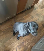 Buck, a male Labrador Retriever for sale in Blue Springs, MO – 2 of 8