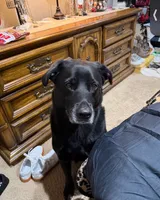Buck, a male Labrador Retriever for sale in Blue Springs, MO – 3 of 8