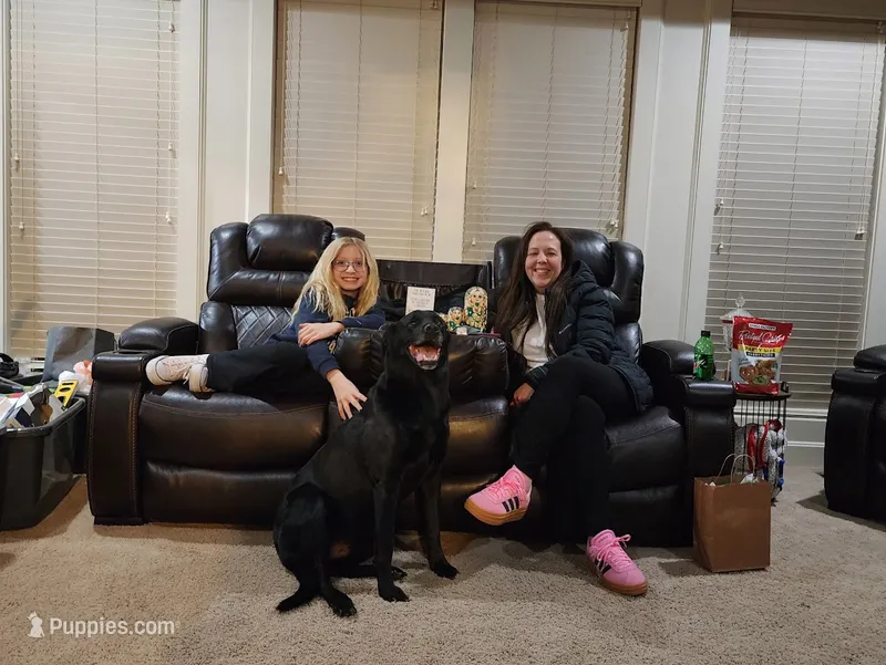 Buck – Labrador Retriever puppy for sale in Blue Springs, MO
