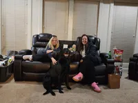Buck, a male Labrador Retriever for sale in Blue Springs, MO – 1 of 8