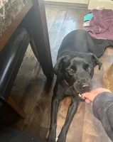 Buck, a male Labrador Retriever for sale in Blue Springs, MO – 8 of 8