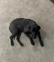 Buck, a male Labrador Retriever for sale in Blue Springs, MO – 6 of 8