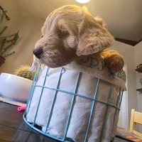 Orange , a male Miniature Goldendoodle for sale in Pueblo West, CO – Photo 5 of 5