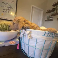 Orange , a male Miniature Goldendoodle for sale in Pueblo West, CO – Photo 4 of 5