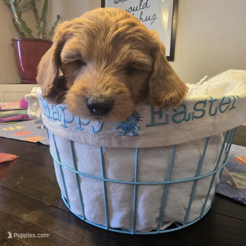 Orange  – Miniature Goldendoodle puppy for sale in Pueblo West, CO