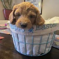 Orange , a male Miniature Goldendoodle for sale in Pueblo West, CO – Photo 1 of 5