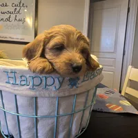 Orange , a male Miniature Goldendoodle for sale in Pueblo West, CO – Photo 2 of 5