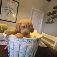 Orange , a male Miniature Goldendoodle for sale in Pueblo West, CO – Photo 3 of 5