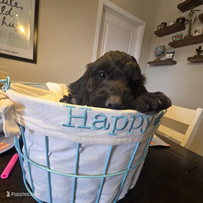 Green – Miniature Goldendoodle puppy for sale in Pueblo West, CO