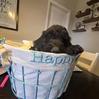 Green, a female Miniature Goldendoodle for sale in Pueblo West, CO – Photo 1 of 5