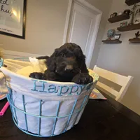 Green, a female Miniature Goldendoodle for sale in Pueblo West, CO – Photo 2 of 5