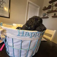 Green, a female Miniature Goldendoodle for sale in Pueblo West, CO – Photo 3 of 5