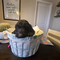 Green, a female Miniature Goldendoodle for sale in Pueblo West, CO – Photo 4 of 5