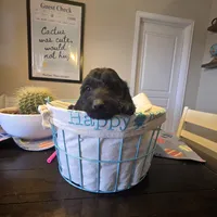 Green, a female Miniature Goldendoodle for sale in Pueblo West, CO – Photo 5 of 5