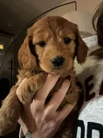 Red, a female Miniature Goldendoodle for sale in Pueblo West, CO – Photo 2 of 2