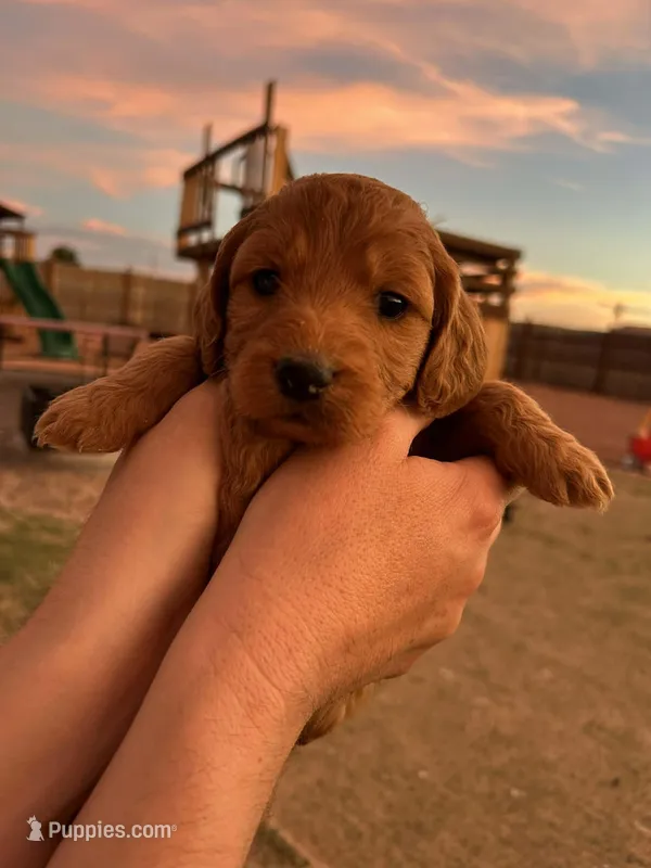 Red – Miniature Goldendoodle puppy for sale in Pueblo West, CO