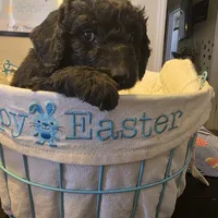 Blue, a male Miniature Goldendoodle for sale in Pueblo West, CO – Photo 5 of 5