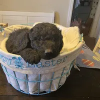 Blue, a male Miniature Goldendoodle for sale in Pueblo West, CO – Photo 2 of 5