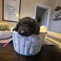 Blue, a male Miniature Goldendoodle for sale in Pueblo West, CO – Photo 4 of 5