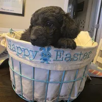 Blue, a male Miniature Goldendoodle for sale in Pueblo West, CO – Photo 1 of 5