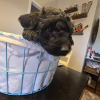 Blue, a male Miniature Goldendoodle for sale in Pueblo West, CO – Photo 3 of 5