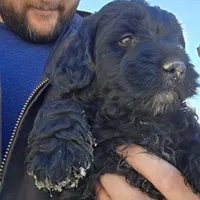 Golden Doodles, a male Miniature Goldendoodle for sale in Pueblo West, CO – Photo 3 of 7