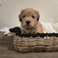 Golden Doodles, a male Miniature Goldendoodle for sale in Pueblo West, CO – Photo 7 of 7