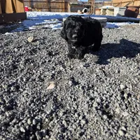 Golden Doodles, a male Miniature Goldendoodle for sale in Pueblo West, CO – Photo 2 of 7