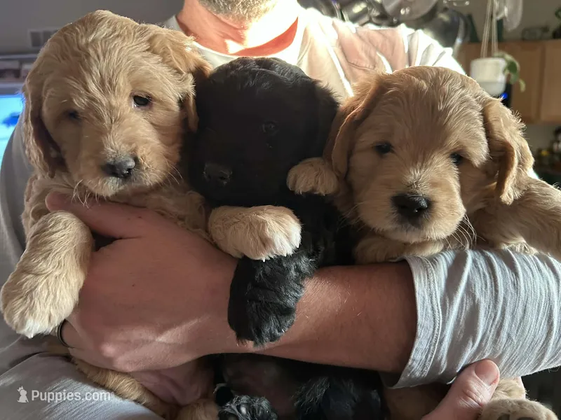 Golden Doodles – Miniature Goldendoodle puppy on hold in Pueblo West, CO