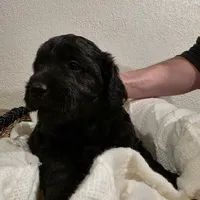 Golden Doodles, a male Miniature Goldendoodle for sale in Pueblo West, CO – Photo 5 of 7