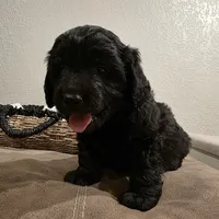 Doodles, a male Miniature Goldendoodle for sale in Pueblo West, CO – Photo 6 of 10