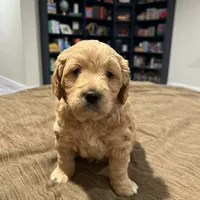Doodles, a male Miniature Goldendoodle for sale in Pueblo West, CO – Photo 2 of 10