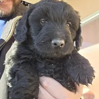 Doodles, a male Miniature Goldendoodle for sale in Pueblo West, CO – Photo 10 of 10