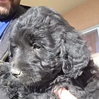 Doodles, a male Miniature Goldendoodle for sale in Pueblo West, CO – Photo 8 of 10