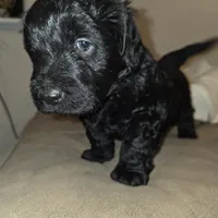 Doodles, a male Miniature Goldendoodle for sale in Pueblo West, CO – Photo 3 of 10