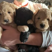 Doodles, a male Miniature Goldendoodle for sale in Pueblo West, CO – Photo 1 of 10