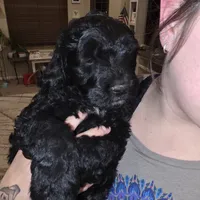 Doodles, a male Miniature Goldendoodle for sale in Pueblo West, CO – Photo 9 of 10
