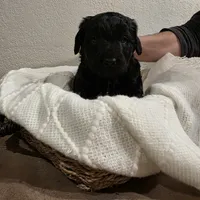 Doodles, a male Miniature Goldendoodle for sale in Pueblo West, CO – Photo 4 of 10