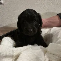 Doodles, a male Miniature Goldendoodle for sale in Pueblo West, CO – Photo 7 of 10