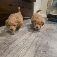 Doodles, a male Miniature Goldendoodle for sale in Pueblo West, CO – Photo 5 of 10