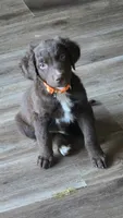Mr.Ben, a male Miniature American Shepherd for sale in Salida, CA – 1 of 2