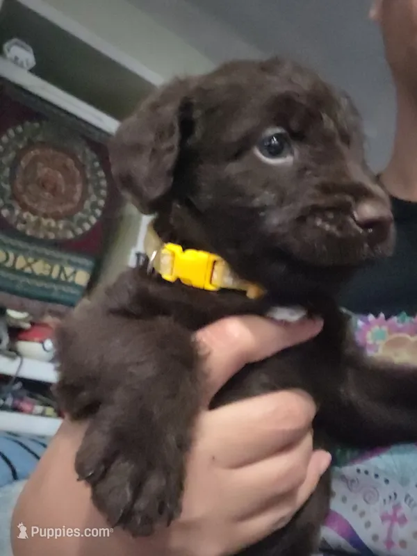 Sonny – Miniature American Shepherd puppy for sale in Salida, CA